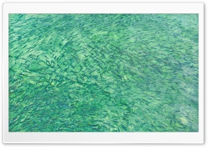 Ikan Ikan Kecil Ultra HD Wallpaper for 4K UHD Widescreen desktop, tablet & smartphone