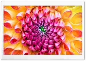 iMac Flower Ultra HD Wallpaper for 4K UHD Widescreen desktop, tablet & smartphone