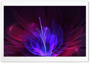 In Full Bloom Ultra HD Wallpaper for 4K UHD Widescreen desktop, tablet & smartphone
