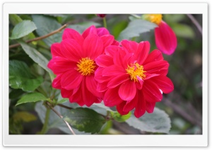 In Full Bloom Ultra HD Wallpaper for 4K UHD Widescreen desktop, tablet & smartphone
