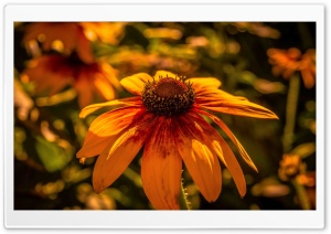In My Garden Ultra HD Wallpaper for 4K UHD Widescreen desktop, tablet & smartphone