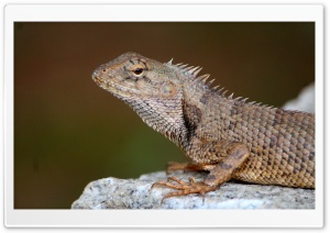 Indian Lizard Ultra HD Wallpaper for 4K UHD Widescreen desktop, tablet & smartphone