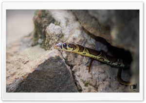 indian snake Ultra HD Wallpaper for 4K UHD Widescreen desktop, tablet & smartphone