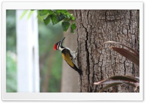 Indian Woodpecker Ultra HD Wallpaper for 4K UHD Widescreen desktop, tablet & smartphone