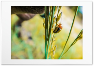 Insect Ultra HD Wallpaper for 4K UHD Widescreen desktop, tablet & smartphone