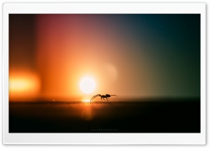 Insect Ultra HD Wallpaper for 4K UHD Widescreen desktop, tablet & smartphone