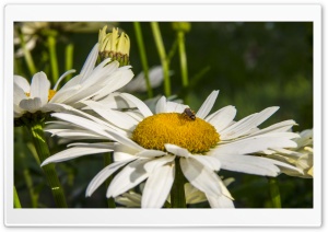 Inspecting Bee Ultra HD Wallpaper for 4K UHD Widescreen desktop, tablet & smartphone