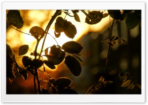 Into The Light Ultra HD Wallpaper for 4K UHD Widescreen desktop, tablet & smartphone