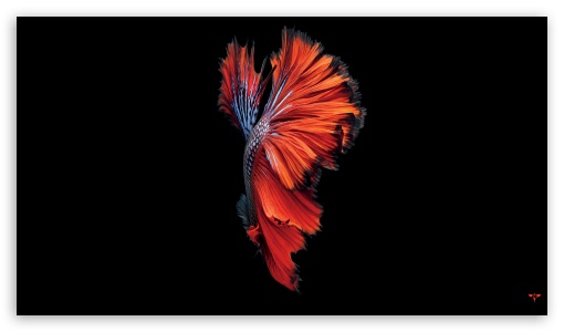iPhone 6S Ultra HD Desktop Background Wallpaper for 4K UHD TV : Tablet :  Smartphone