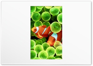 iPhone X Clown Fish Ultra HD Wallpaper for 4K UHD Widescreen desktop, tablet & smartphone