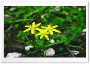 Iran Flowers Ultra HD Wallpaper for 4K UHD Widescreen desktop, tablet & smartphone