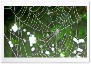 Iran Spiderweb Ultra HD Wallpaper for 4K UHD Widescreen desktop, tablet & smartphone