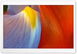 Iris Petals Ultra HD Wallpaper for 4K UHD Widescreen desktop, tablet & smartphone