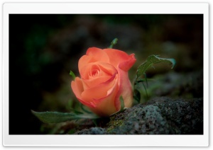 It Was Love After All Ultra HD Wallpaper for 4K UHD Widescreen desktop, tablet & smartphone