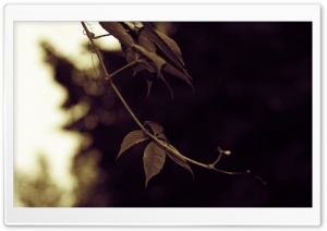 Ivy Twig Ultra HD Wallpaper for 4K UHD Widescreen desktop, tablet & smartphone