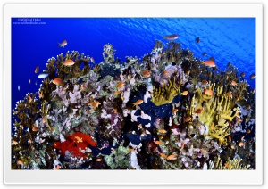 Jackfish Alley, Red Sea Ultra HD Wallpaper for 4K UHD Widescreen desktop, tablet & smartphone