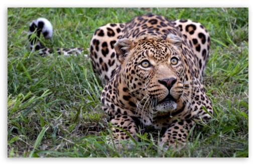 Jaguar Animal Ultra HD Desktop Background Wallpaper for 4K UHD TV : Tablet  : Smartphone