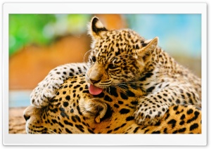 Jaguar Cub And Mother Ultra HD Wallpaper for 4K UHD Widescreen desktop, tablet & smartphone