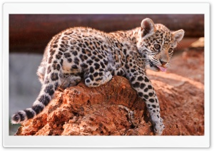 Jaguar Cubs, Bratislava Zoo Ultra HD Wallpaper for 4K UHD Widescreen desktop, tablet & smartphone