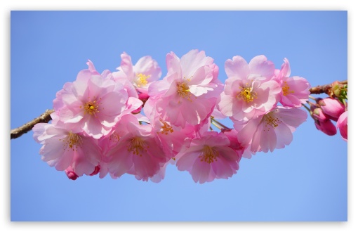 Japanese Cherry Tree Blossoms Ultra HD Desktop Background Wallpaper for 4K  UHD TV : Widescreen & UltraWide Desktop & Laptop : Multi Display, Dual  Monitor : Tablet : Smartphone