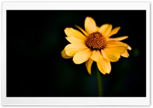 Japanese Flower Ultra HD Wallpaper for 4K UHD Widescreen desktop, tablet & smartphone