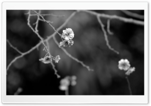 Japanese Garden Black And White Ultra HD Wallpaper for 4K UHD Widescreen desktop, tablet & smartphone