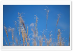 Japanese Pampas Grass Ultra HD Wallpaper for 4K UHD Widescreen desktop, tablet & smartphone