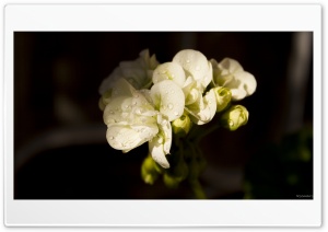 Jaraiban Flower 2 Ultra HD Wallpaper for 4K UHD Widescreen desktop, tablet & smartphone