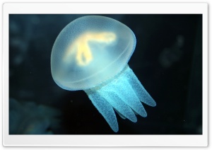 Jelly Fish Ultra HD Wallpaper for 4K UHD Widescreen desktop, tablet & smartphone