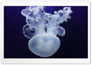 Jelly Fish Ultra HD Wallpaper for 4K UHD Widescreen desktop, tablet & smartphone