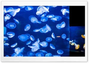Jellyfish At Aquarium Of The Bay Ultra HD Wallpaper for 4K UHD Widescreen desktop, tablet & smartphone