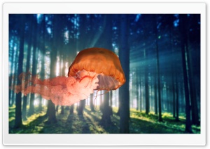 jellyfish underforest Ultra HD Wallpaper for 4K UHD Widescreen desktop, tablet & smartphone
