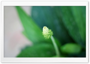Joys of Nature. Ultra HD Wallpaper for 4K UHD Widescreen desktop, tablet & smartphone