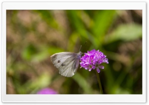 Just A Butterfly Ultra HD Wallpaper for 4K UHD Widescreen desktop, tablet & smartphone