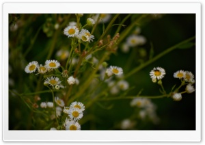 Just A Flowers Ultra HD Wallpaper for 4K UHD Widescreen desktop, tablet & smartphone
