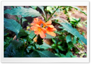 Kanakambaram Ultra HD Wallpaper for 4K UHD Widescreen desktop, tablet & smartphone