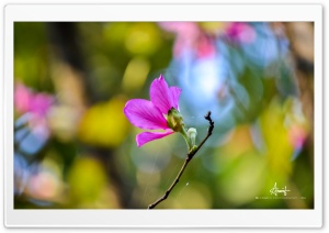 Kanchan 2 Ultra HD Wallpaper for 4K UHD Widescreen desktop, tablet & smartphone