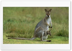 Kangaroo 1 Ultra HD Wallpaper for 4K UHD Widescreen desktop, tablet & smartphone