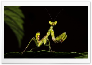 Karate Kid Ultra HD Wallpaper for 4K UHD Widescreen desktop, tablet & smartphone