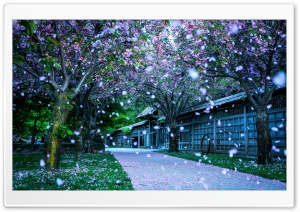 Kariya Park Mississauga Cherry Blossoms, Canada Ultra HD Wallpaper for 4K UHD Widescreen desktop, tablet & smartphone