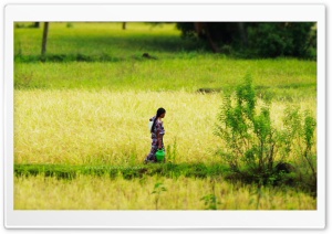 Kerala Fields Ultra HD Wallpaper for 4K UHD Widescreen desktop, tablet & smartphone