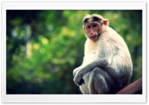 King Monkey Ultra HD Wallpaper for 4K UHD Widescreen desktop, tablet & smartphone