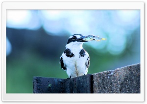 Kingfisher Fishing Ultra HD Wallpaper for 4K UHD Widescreen desktop, tablet & smartphone