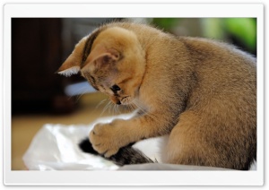 Kitten Playing Ultra HD Wallpaper for 4K UHD Widescreen desktop, tablet & smartphone