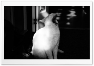 Kitten Roar Ultra HD Wallpaper for 4K UHD Widescreen desktop, tablet & smartphone