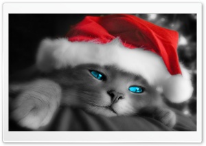 Kitten waits for Christmas Ultra HD Wallpaper for 4K UHD Widescreen desktop, tablet & smartphone