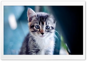 Kitty Ultra HD Wallpaper for 4K UHD Widescreen desktop, tablet & smartphone