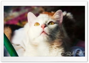 Kitty Ultra HD Wallpaper for 4K UHD Widescreen desktop, tablet & smartphone