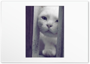 Kitty Cat Ultra HD Wallpaper for 4K UHD Widescreen desktop, tablet & smartphone