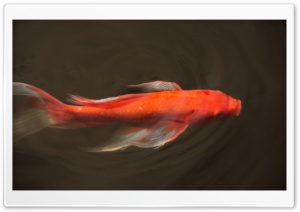 Koi Fish Ultra HD Wallpaper for 4K UHD Widescreen desktop, tablet & smartphone